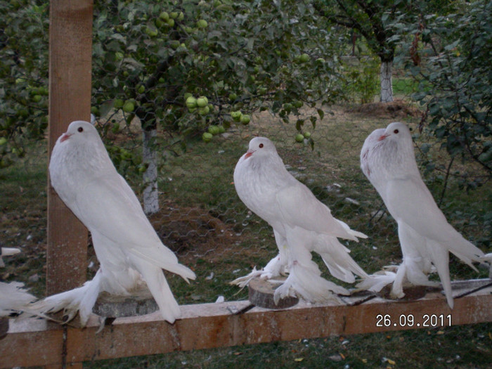SANY0113 - PUI 2011