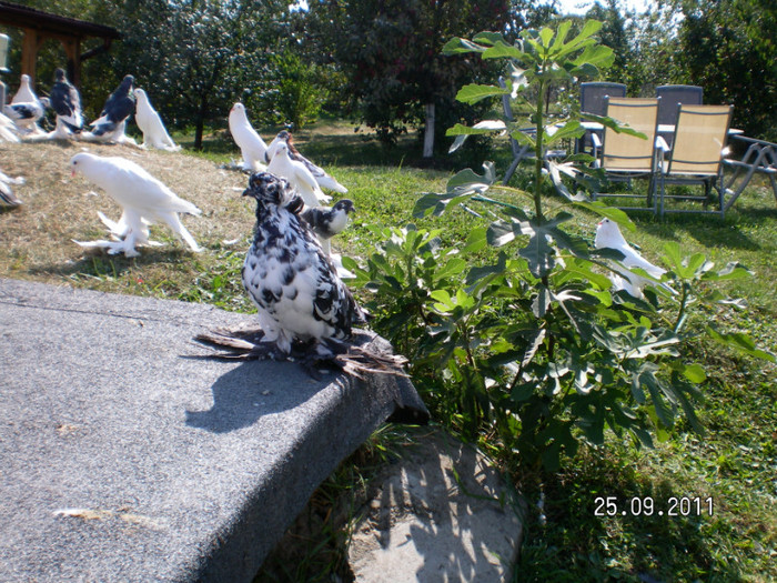 SANY0096 - PUI 2011