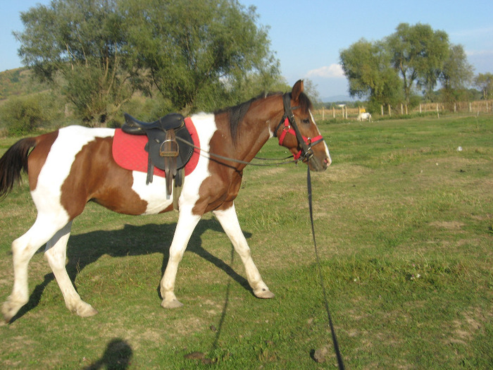 CAL PINTO