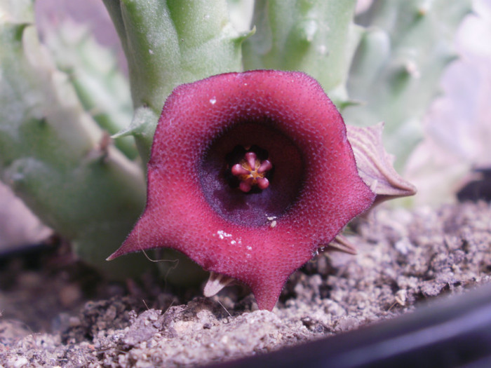 Huernia keniensis v. keniensis
