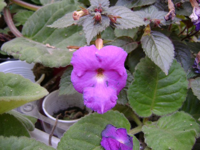 DSC08156 - achimenes 2011