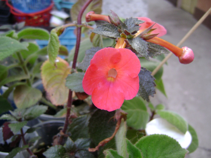 DSC08154 - achimenes 2011