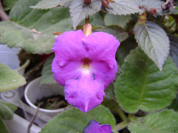 DSC08155 - achimenes 2011