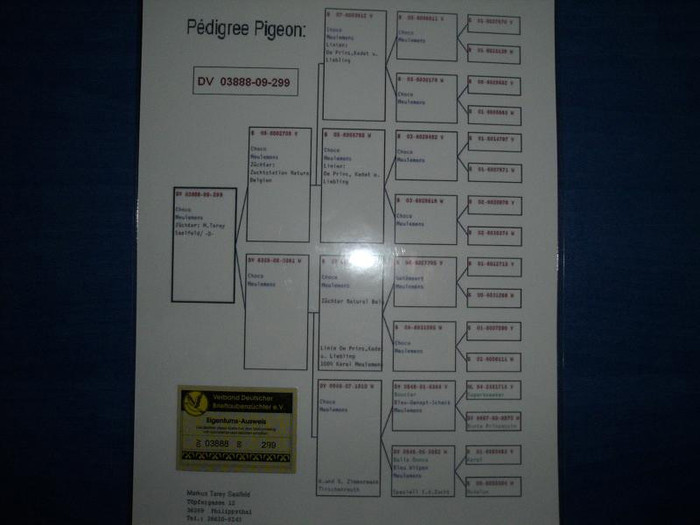 pedigree DV