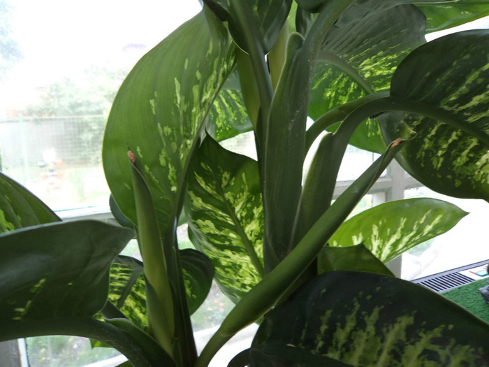 Detaliu Dieffenbachia