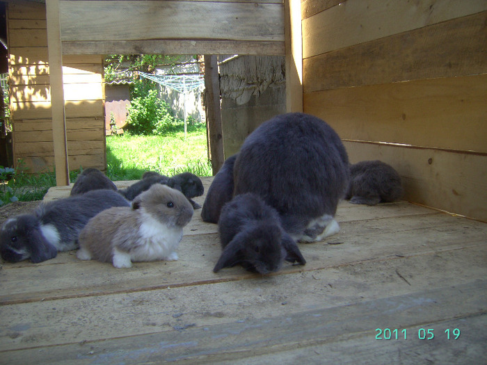 кролики 017