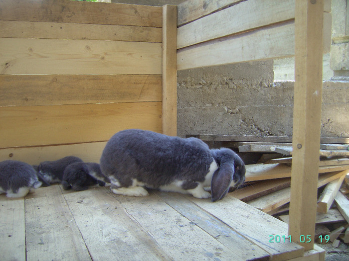 кролики 019