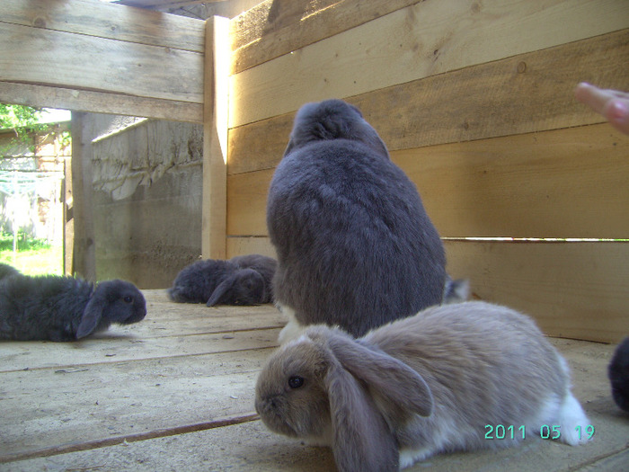 кролики 020