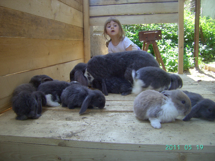 кролики 021