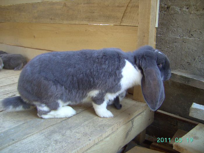 кролики 023
