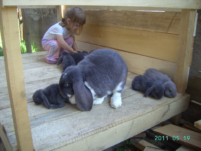 кролики 024