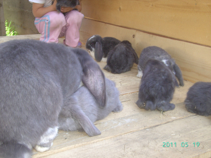кролики 026