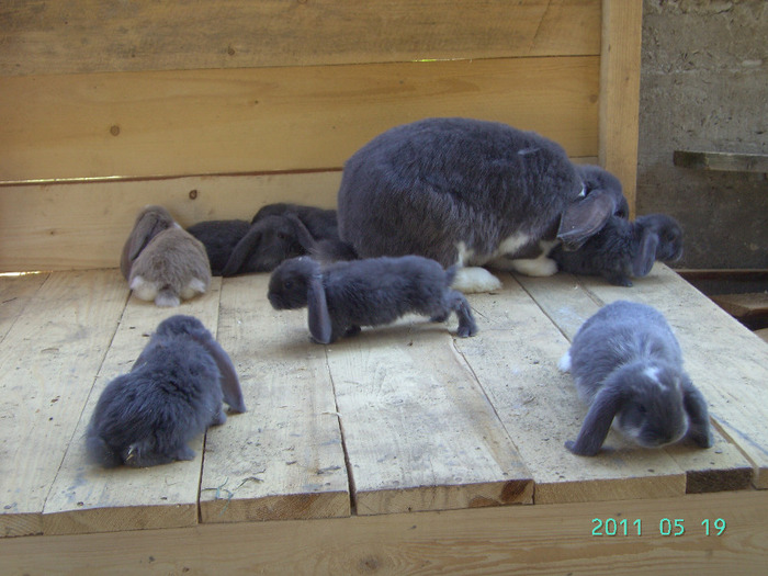 кролики 028