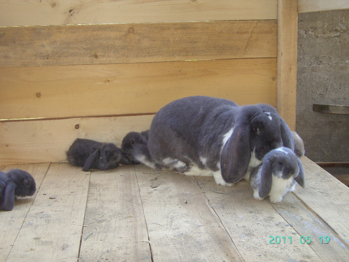 кролики 029