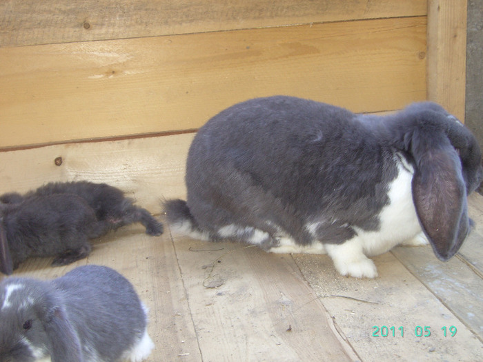 кролики 030