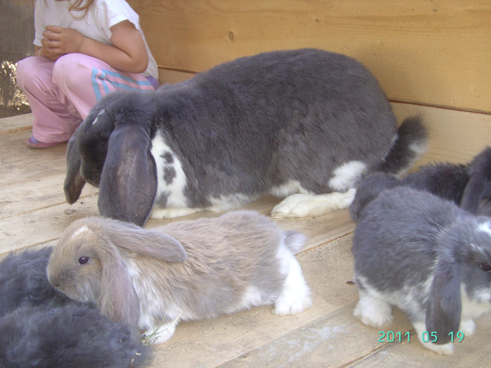 кролики 033
