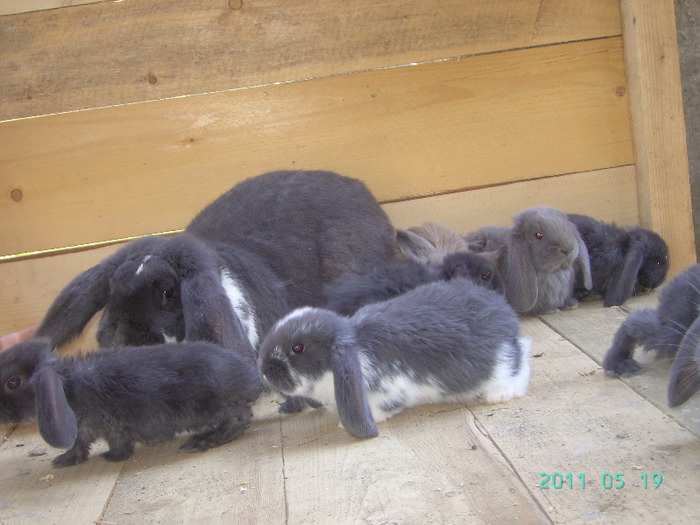 кролики 035