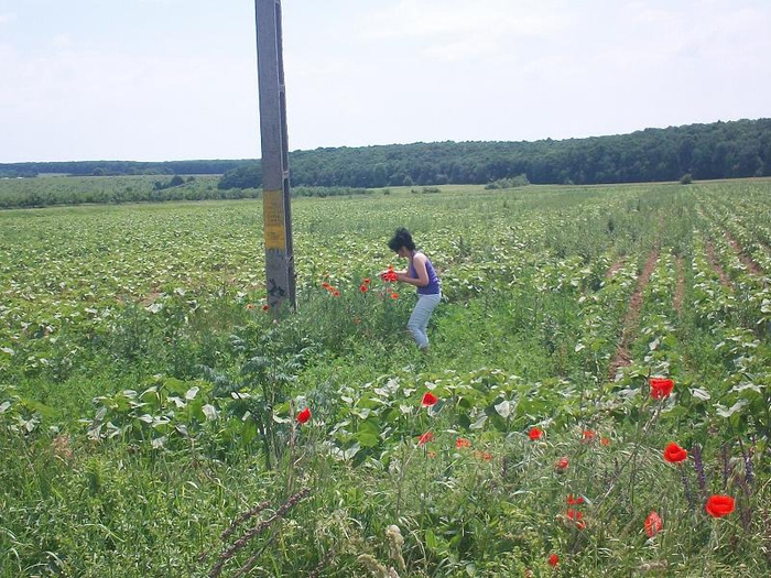 4 iunie 2011 - Macii ii ador de asemenea si mai toate florile de camp