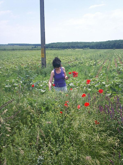 4 iunie 2011 - Macii ii ador de asemenea si mai toate florile de camp