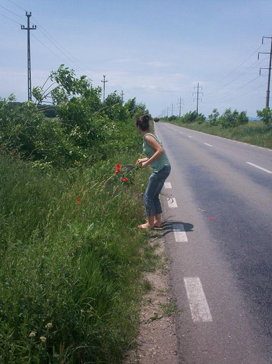 4 iunie 2011 - Macii ii ador de asemenea si mai toate florile de camp