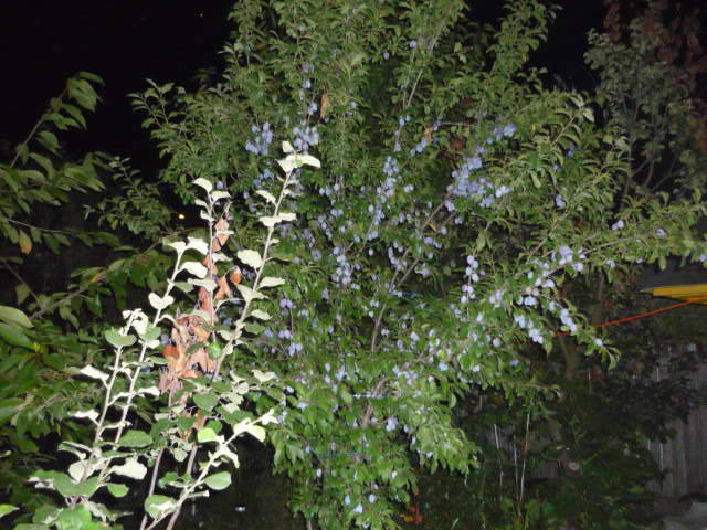 7 august 2011 - Vara