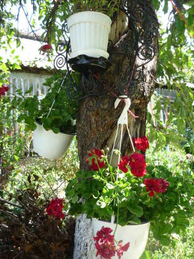 7 august 2011 - Vara