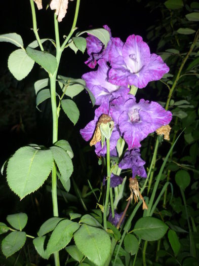 7 august 2011 - Gladiole