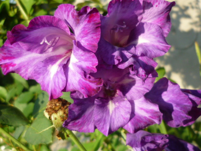 7 august 2011 - Gladiole