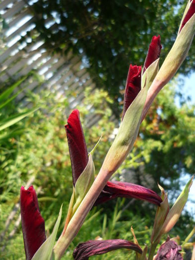 7 august 2011 - Gladiole