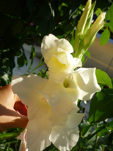 7 august 2011 - Gladiole