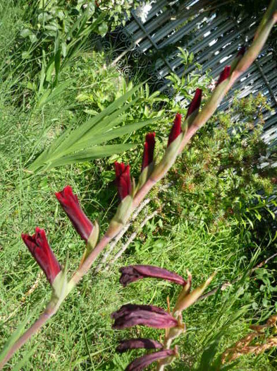 7 august 2011 - Gladiole
