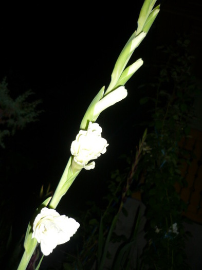 7 august 2011 - Gladiole