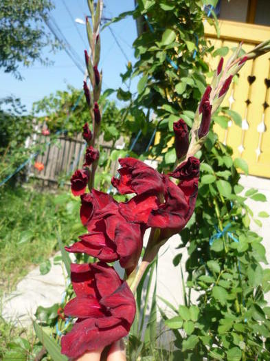 7 august 2011 - Gladiole