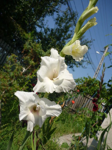 7 august 2011 - Gladiole