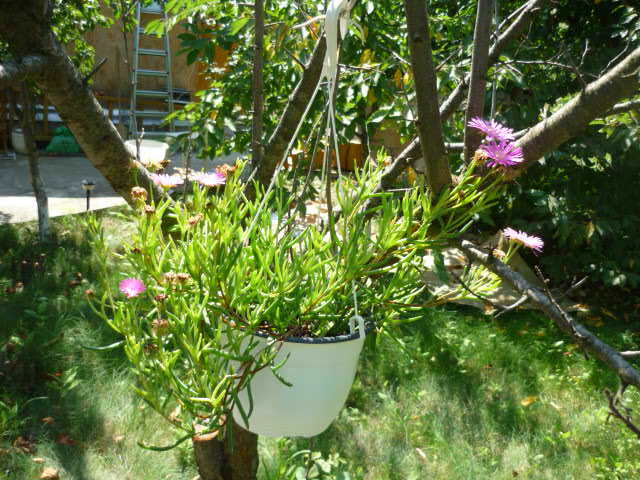 7 august 2011 - Lampranthus sau Cephalophyllum