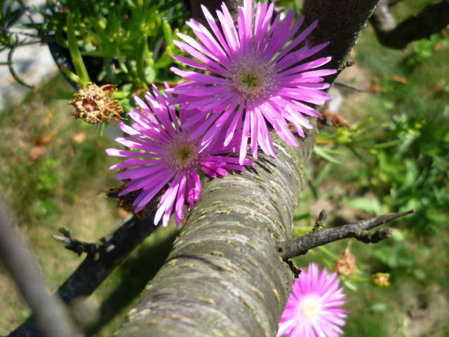 7 august 2011 - Lampranthus sau Cephalophyllum