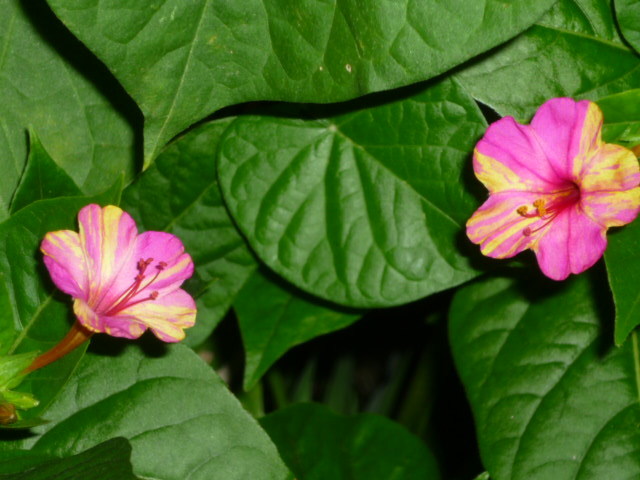 7 august 2011 - Mirabilis jalapa sau gornita ingerasului SCHIMB SEMINTE CYCLAM