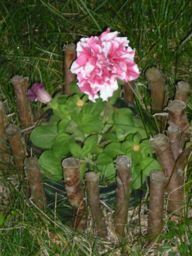 7 august 2011