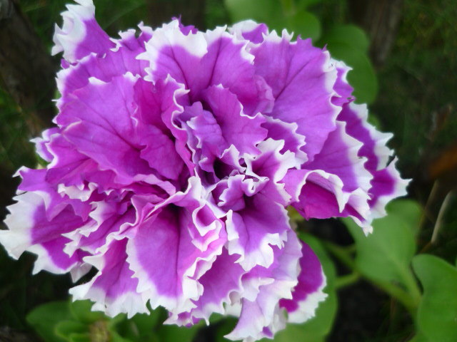 7 august 2011