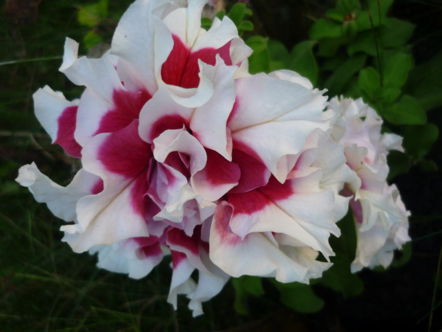 7 august 2011