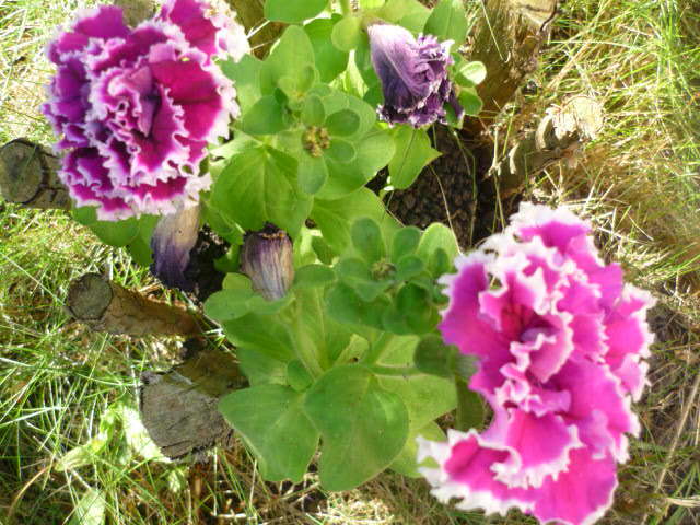7 august 2011