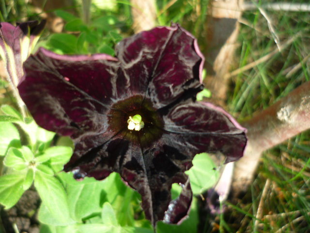7 august 2011