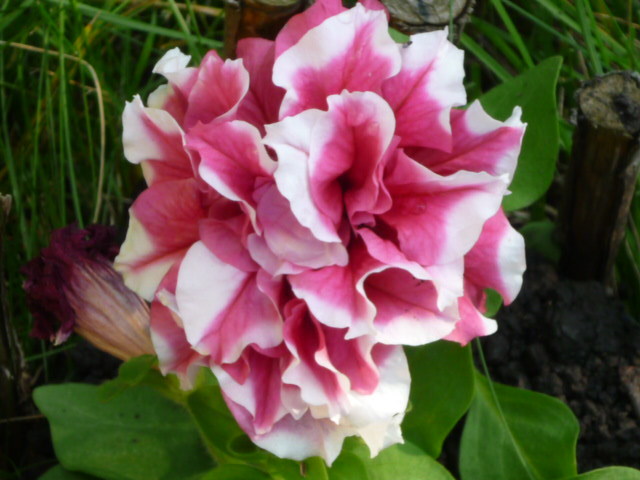 7 august 2011