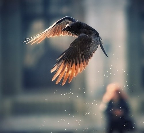 [ ... sa se izbeasca de stanci . Era plina de sange .... ]