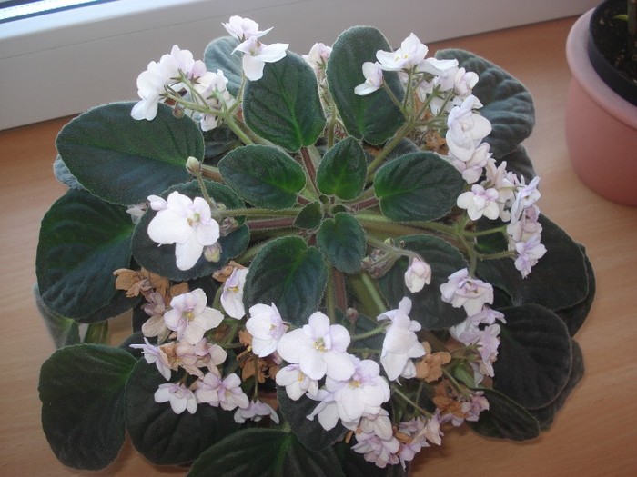 violeta alba - florile mele2