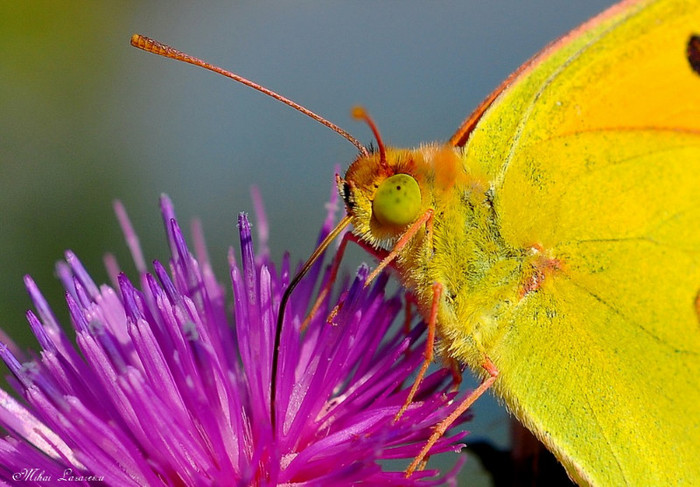 Colias crocea - Animalutele mele
