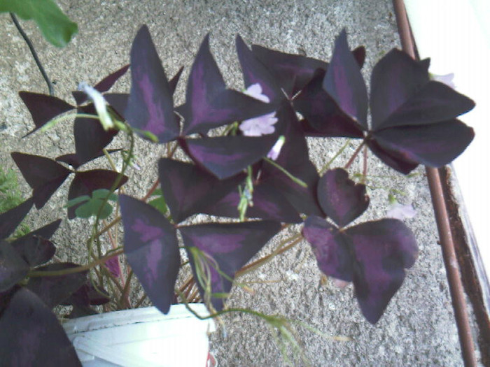 oxalis mov