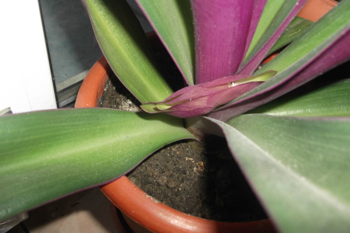 rhoe - flori in casa