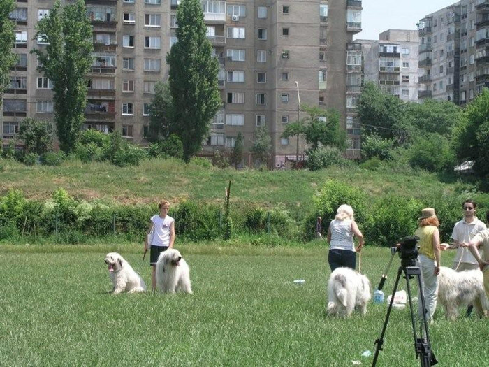 oli 11 - Bucuresti Olimpia 17-06-2003