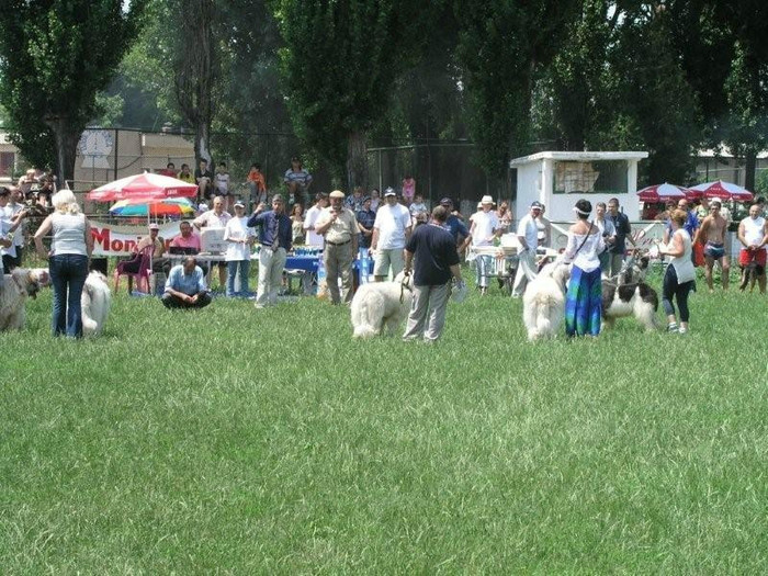 oli 16 - Bucuresti Olimpia 17-06-2003